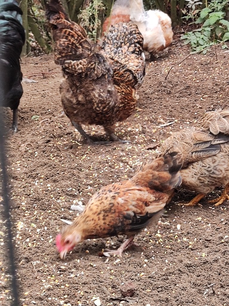 Jong krielhaantje, Dieren en Toebehoren, Mannelijk, Kip