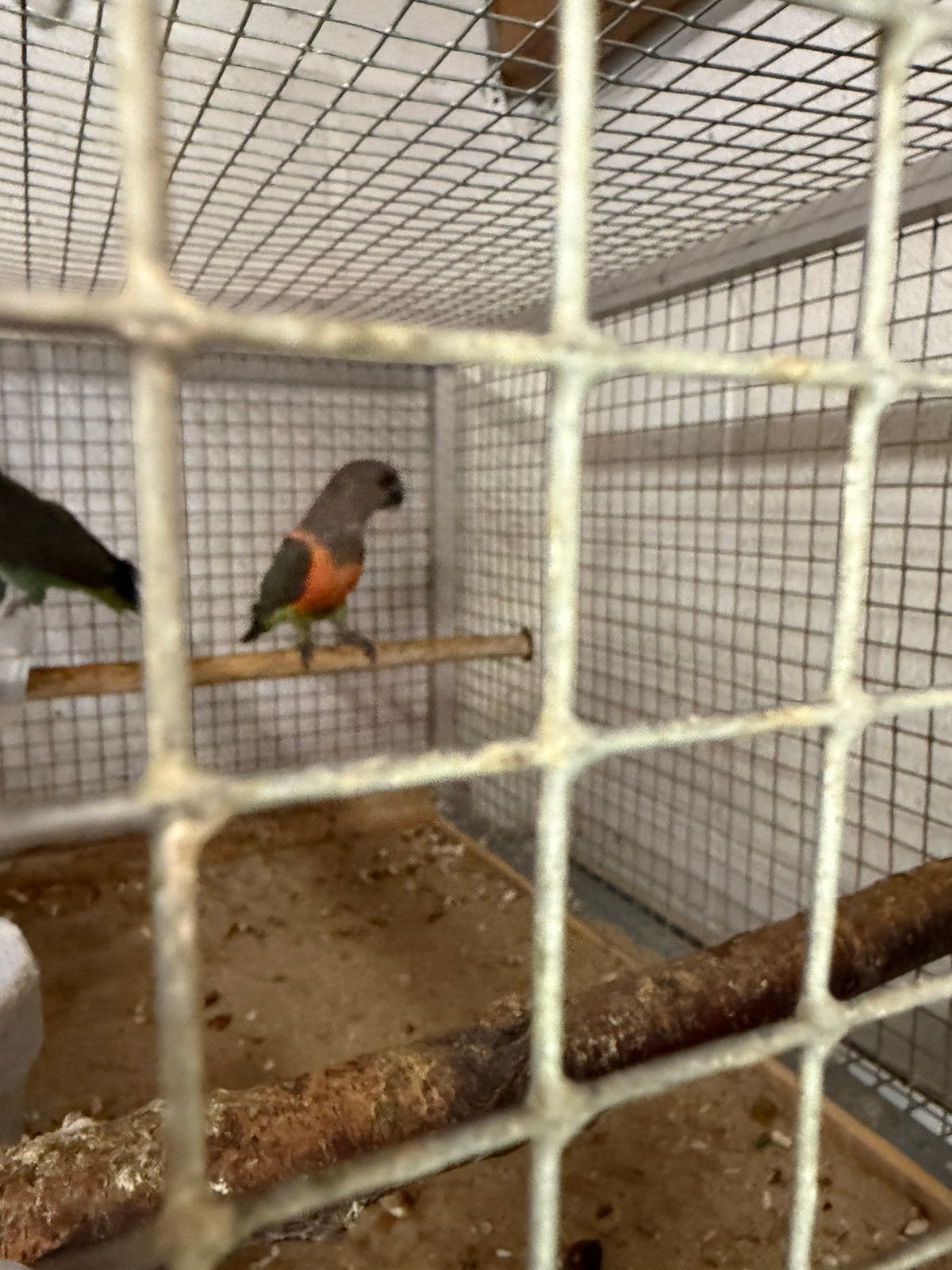 Perroquet rufiventris, Mâle, Perroquet