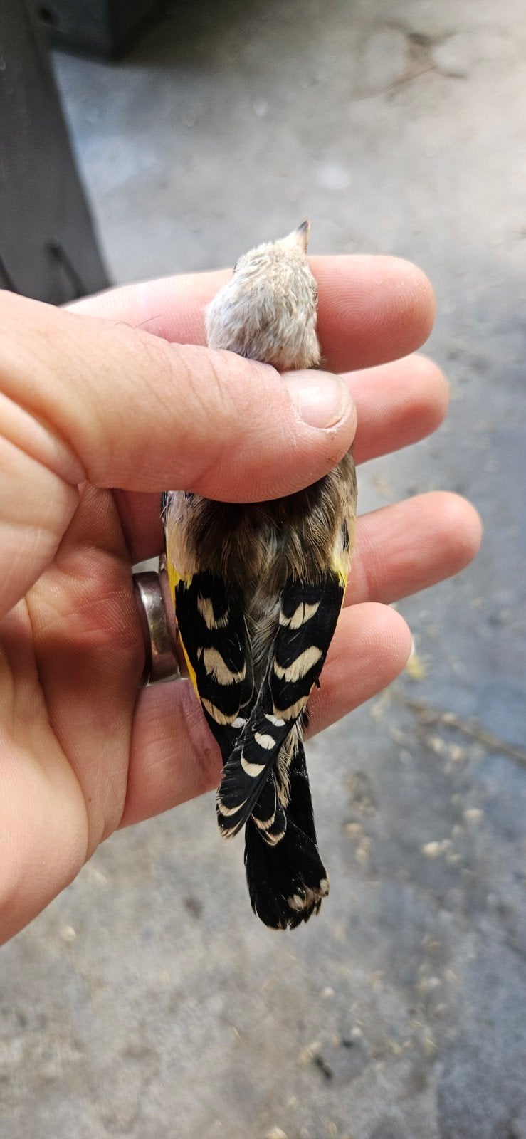 Parva classic 2025/2026, Dieren en Toebehoren, Vogels | Overige Vogels, Meerdere dieren, Wildzangvogel, Geringd
