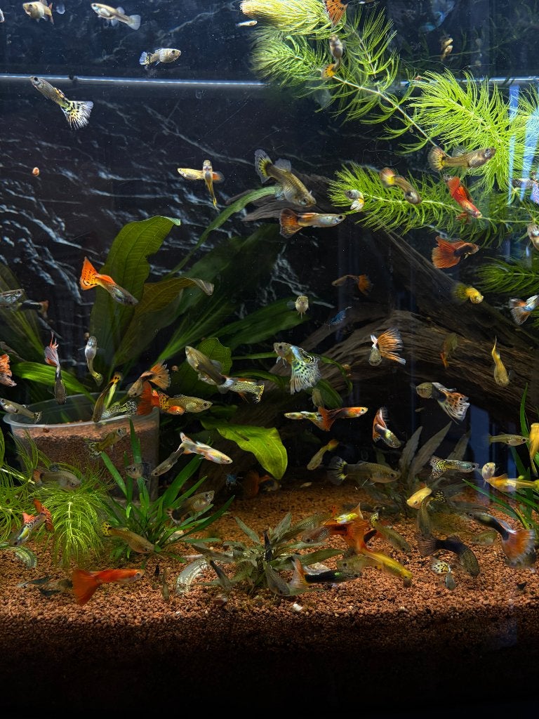Guppy’s te koop – gezonde kweekgroep (verschillende kleuren), Dieren en Toebehoren, Vis, Zoetwatervis