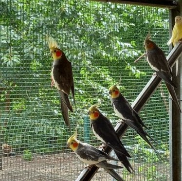wildkleurige valkparkieten, Dieren en Toebehoren, Meerdere dieren, Parkiet