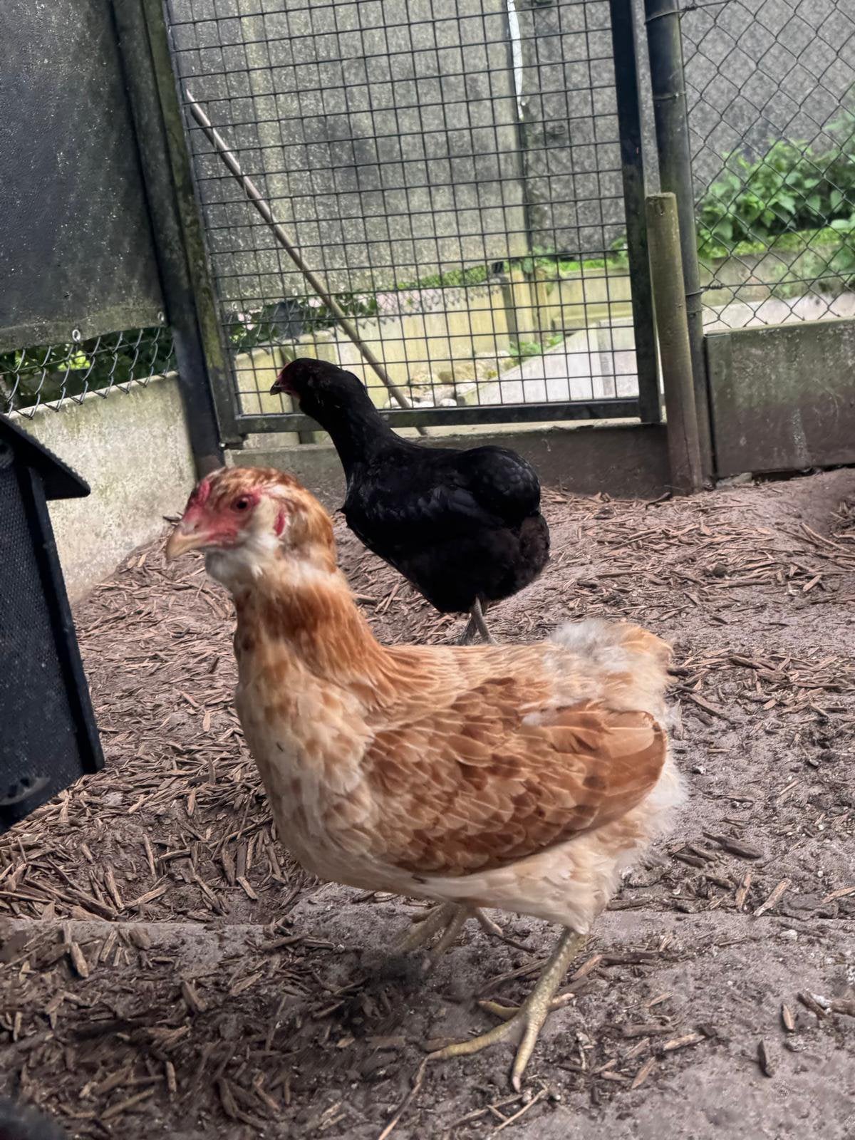 Araucana hen