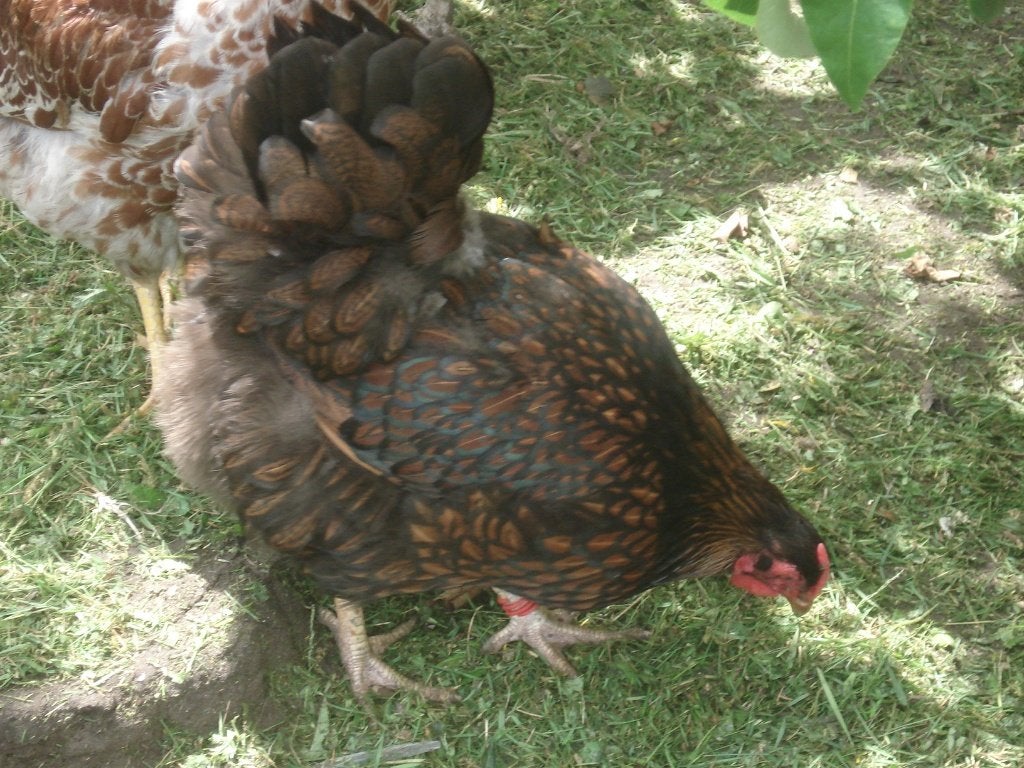 trio wyandotte (gezoomd), Meerdere dieren, Kip