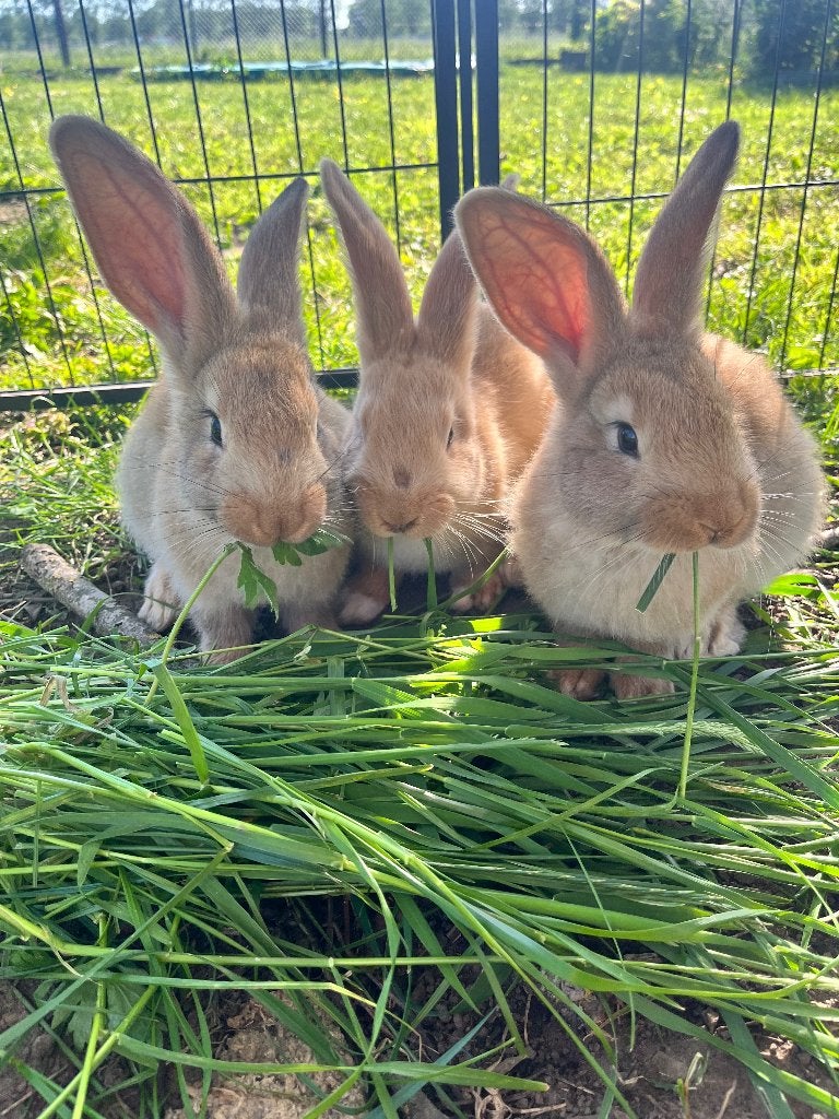 Vlaamse reuzen, Plusieurs animaux, Grand, 0 à 2 ans