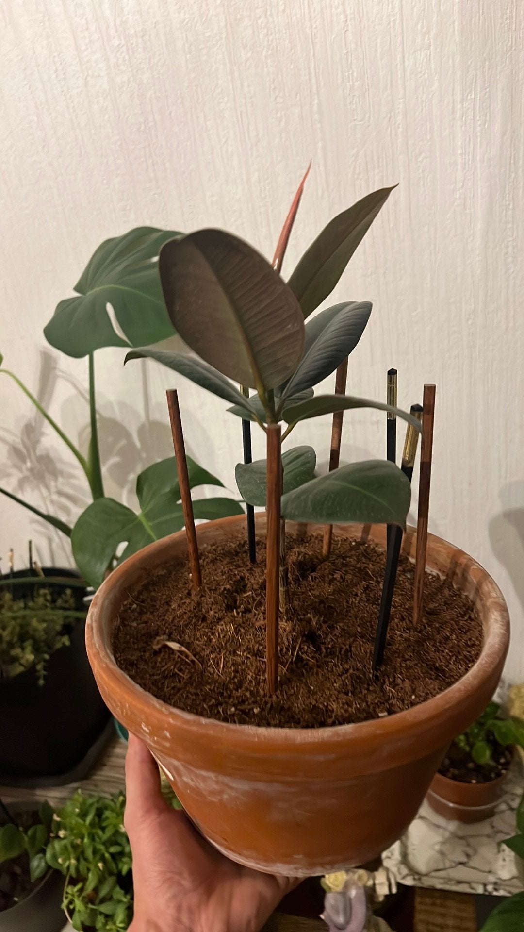 Ficus elastica, Jardin & Terrasse, Enlèvement