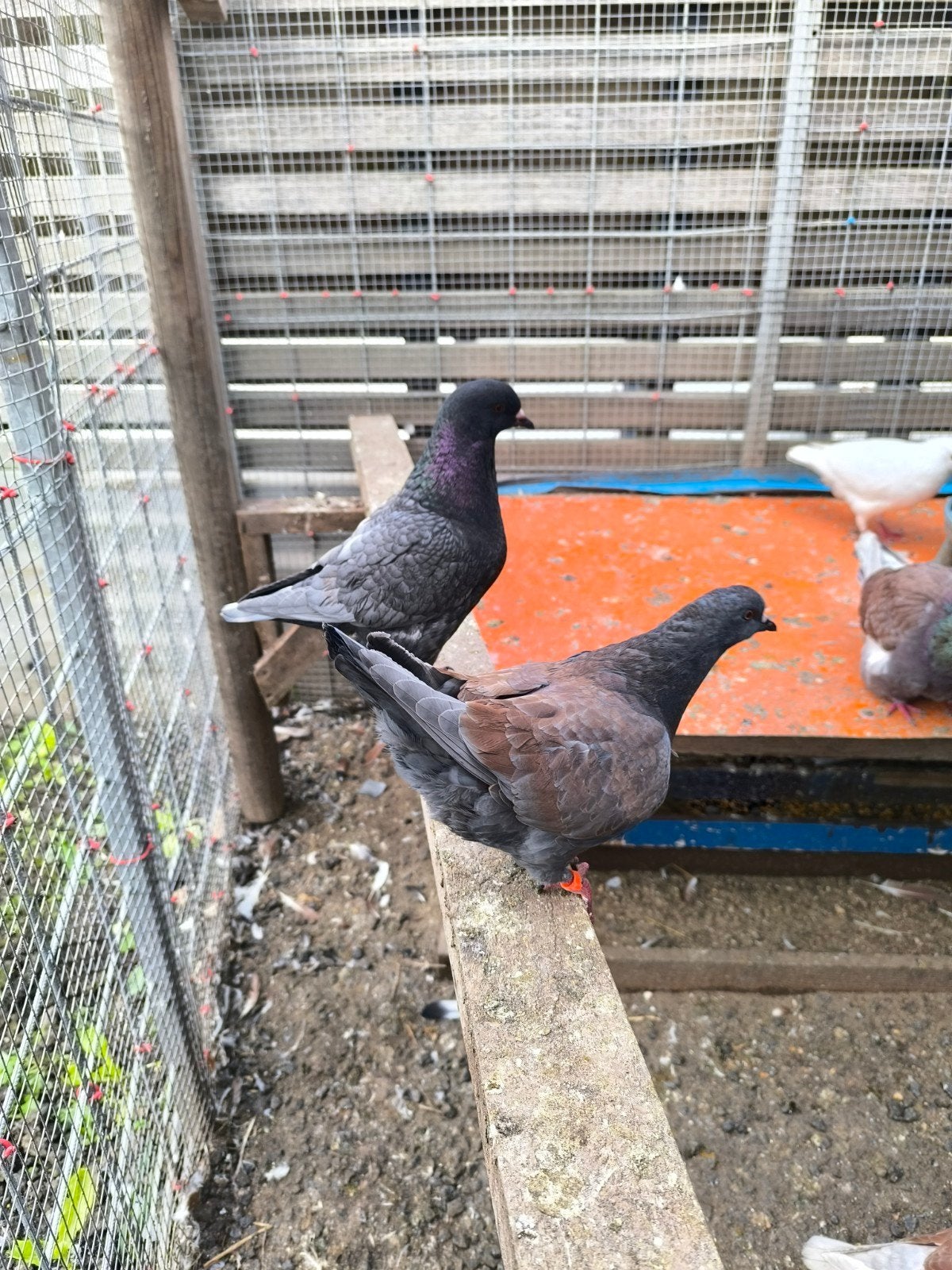Jonge koningen, Dieren en Toebehoren