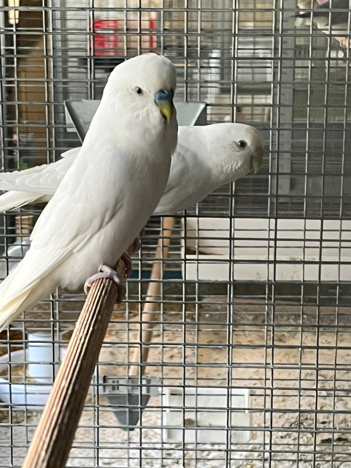 Grasparkiet dubbelfactotig spangle, Dieren en Toebehoren