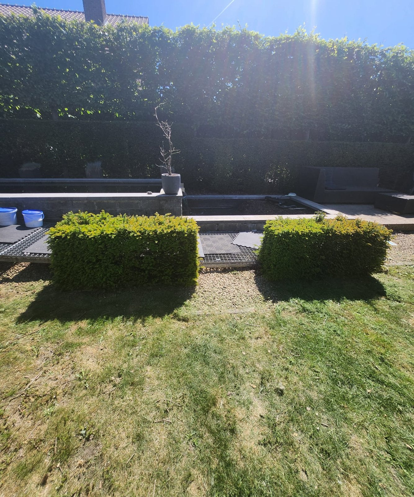 Gratis afhalen taxus hagen 60 cm en 120 cm hoog, Ophalen, Gebruikt