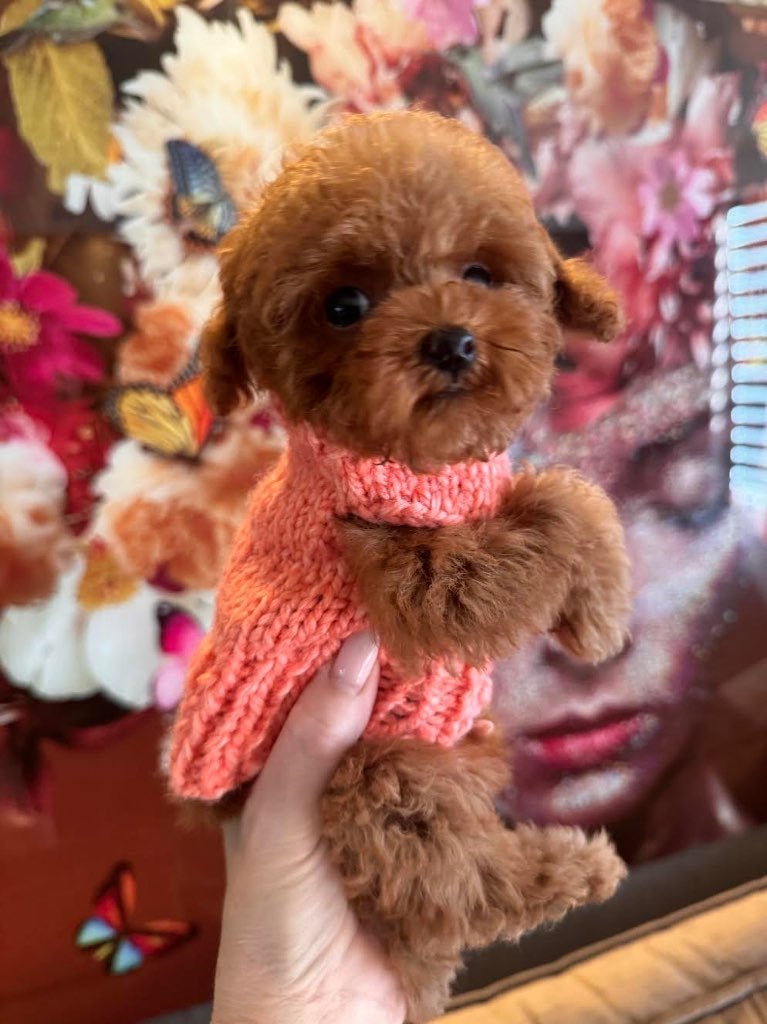 Koud? Warme hondentrui Chihuahua Poedel Boomer Pup York Pom, Overige maten, Hondentrui, Nieuw, Ophalen of Verzenden