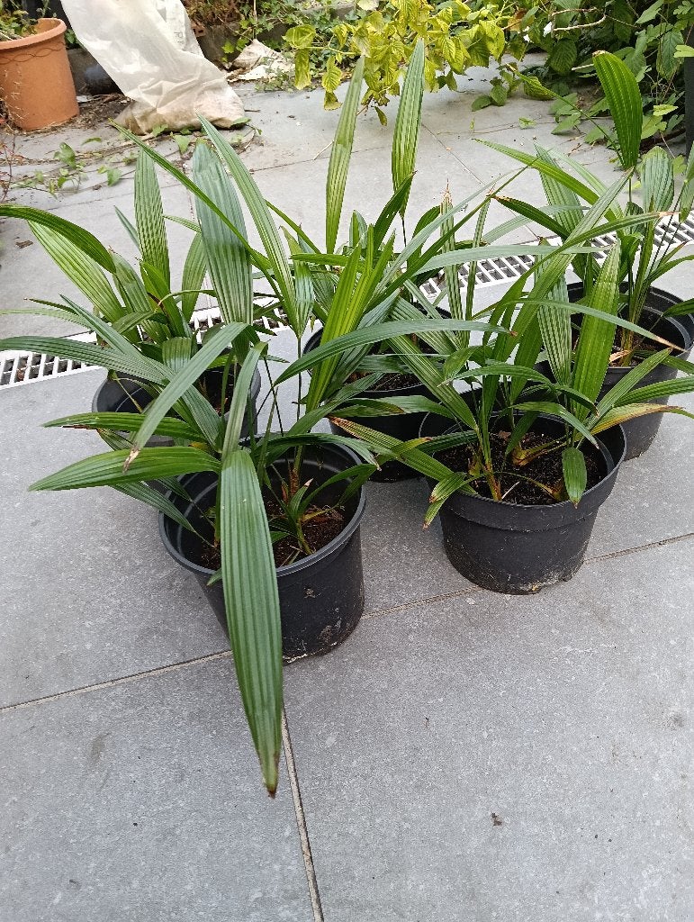 Palmboom, Halfschaduw, Minder dan 100 cm, Palmboom, Ophalen