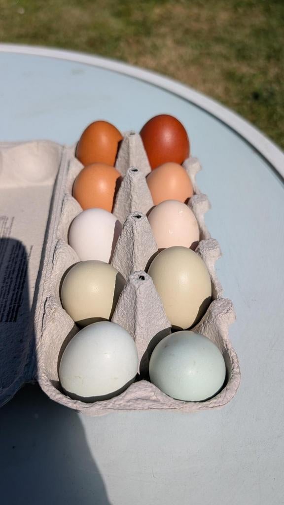 Broedeieren kleurleggers, Dieren en Toebehoren, Pluimvee | Toebehoren, Ophalen