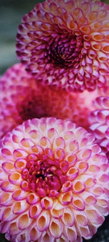 Dahlia, Ophalen of Verzenden, Voorjaar, Volle zon, Knol