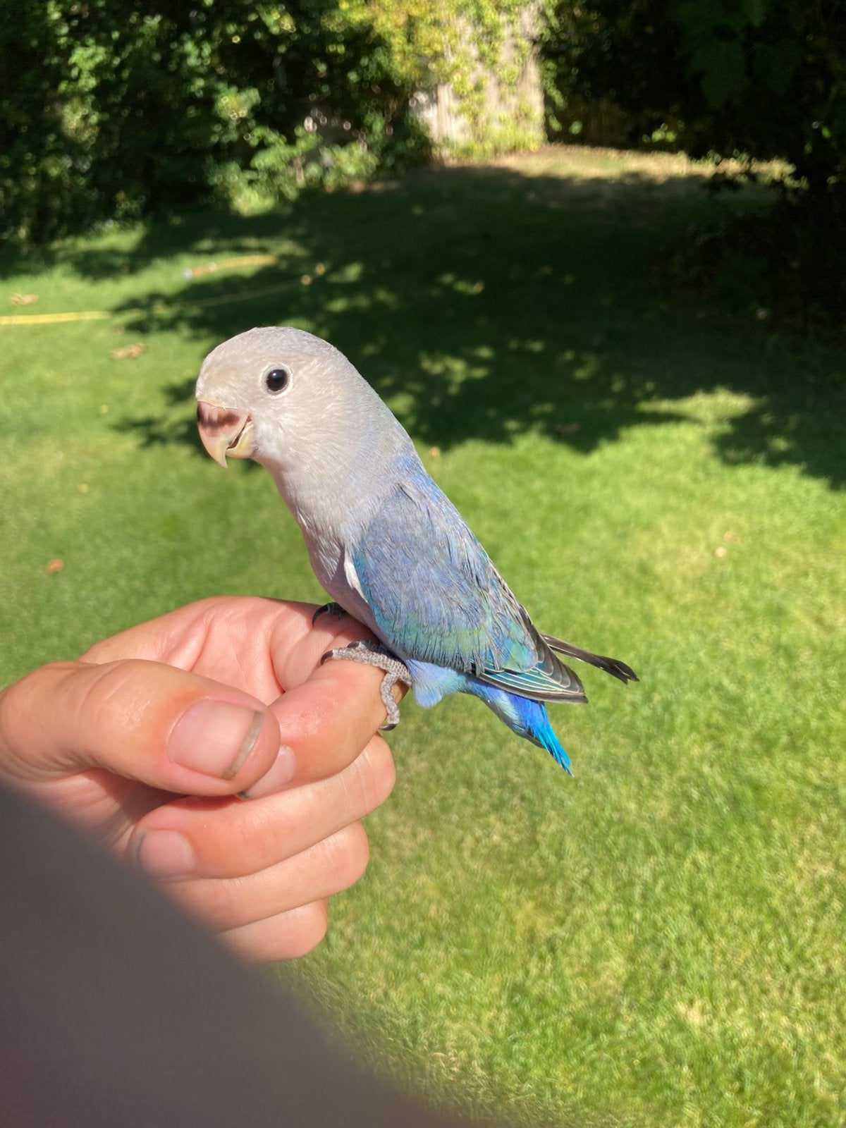 Handtamme dwergpapegaai, Geslacht onbekend, Dwergpapegaai of Agapornis, Tam