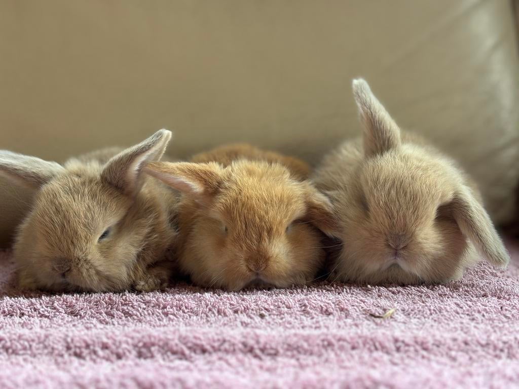 Nhd konijntjes met stamboom, Dieren en Toebehoren, Meerdere dieren, Klein, Hangoor