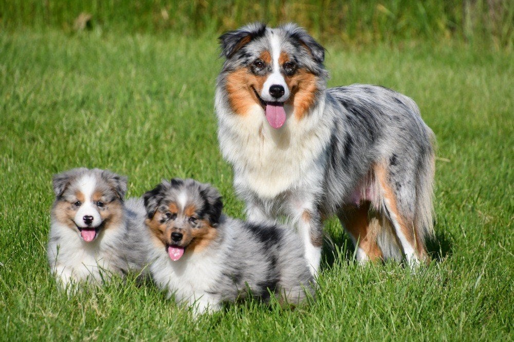 Australische Herder pups te koop