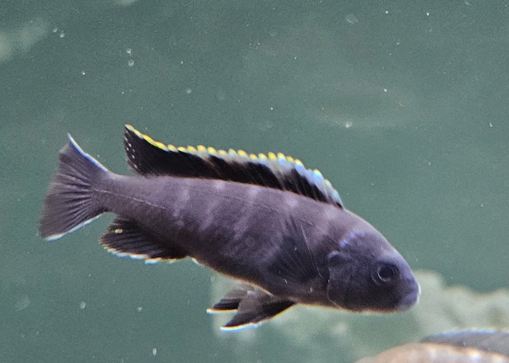 Cynothylapia ndonga deep malawi cichliden, Vis, Zoetwatervis