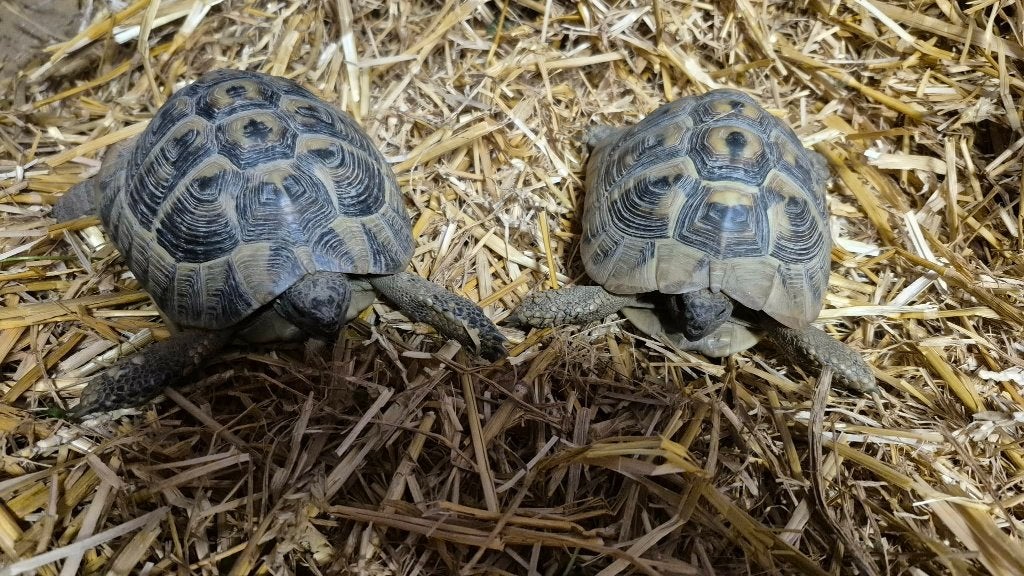 Tortue de terre, Enlèvement
