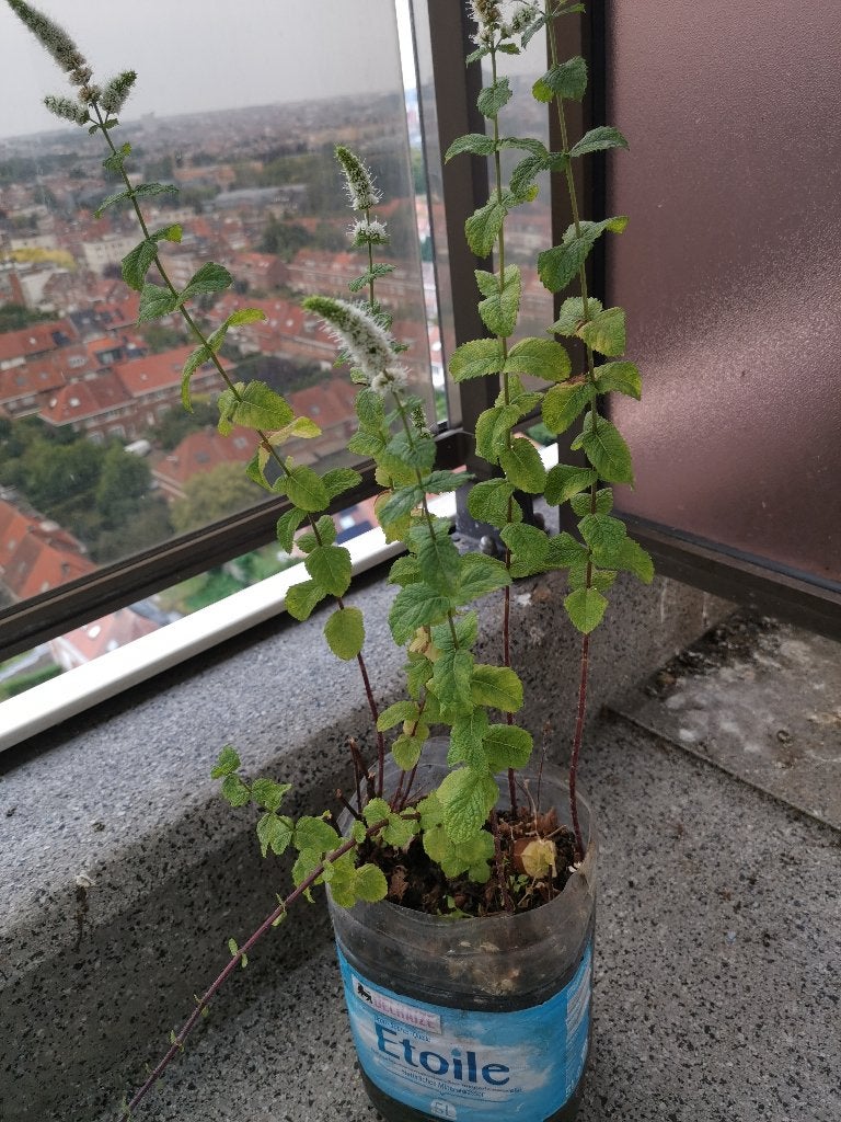 Menthe à donner, Tuin en Terras, Planten | Tuinplanten, Ophalen, Lente, Eenjarig, Overige soorten