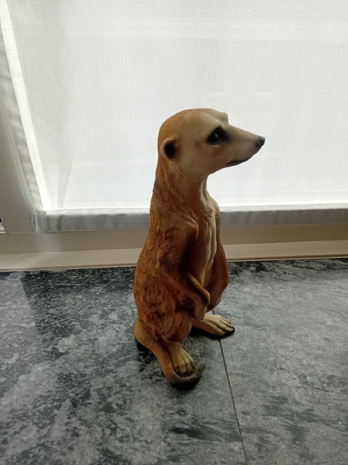suricate, Enlèvement, Animal sauvage