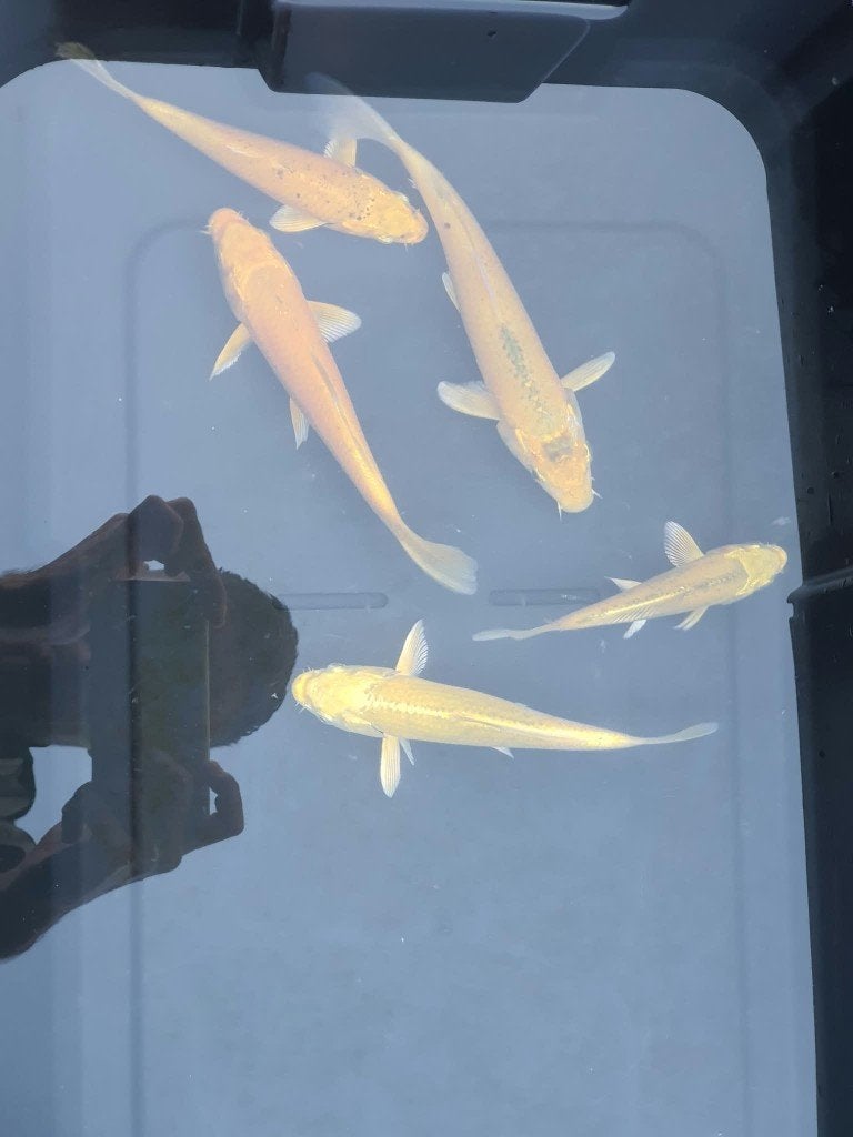 Laatste kans! (5 koi) Yamabuki Koi, Dieren en Toebehoren, Karper of Koi
