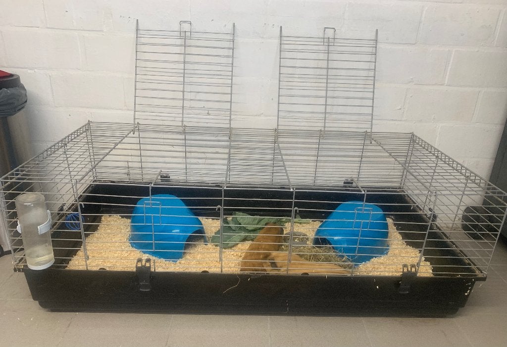 Cavia kooi, Dieren en Toebehoren, Ophalen, Gebruikt, Kooi, Cavia