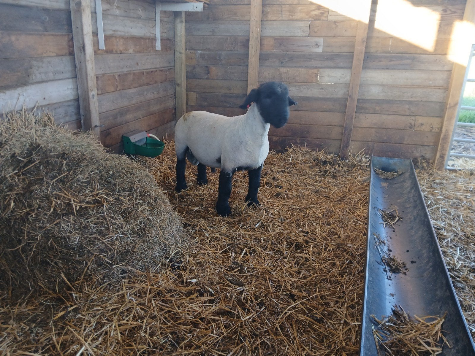 Suffolk ramlam, Mannelijk, Schaap, 0 tot 2 jaar