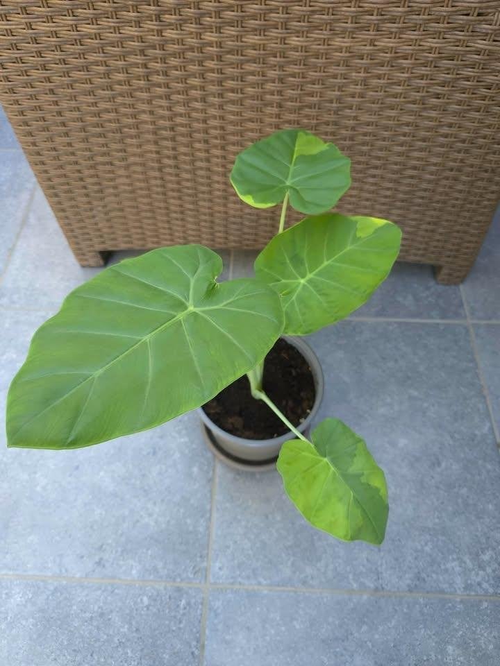 Leucocasia (Alocasia)'Gele Andaman', Huis en Inrichting, Kamerplanten, Ophalen, Overige soorten, Halfschaduw, In pot