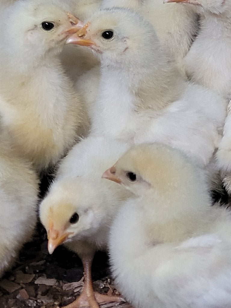 Poule de Bresse kuikens 1 dag, Ophalen of Verzenden