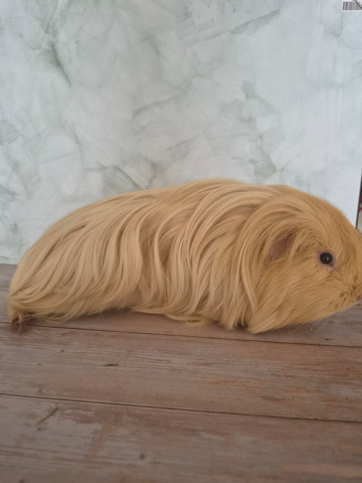 Sheltie beer, December, Mannelijk, Cavia