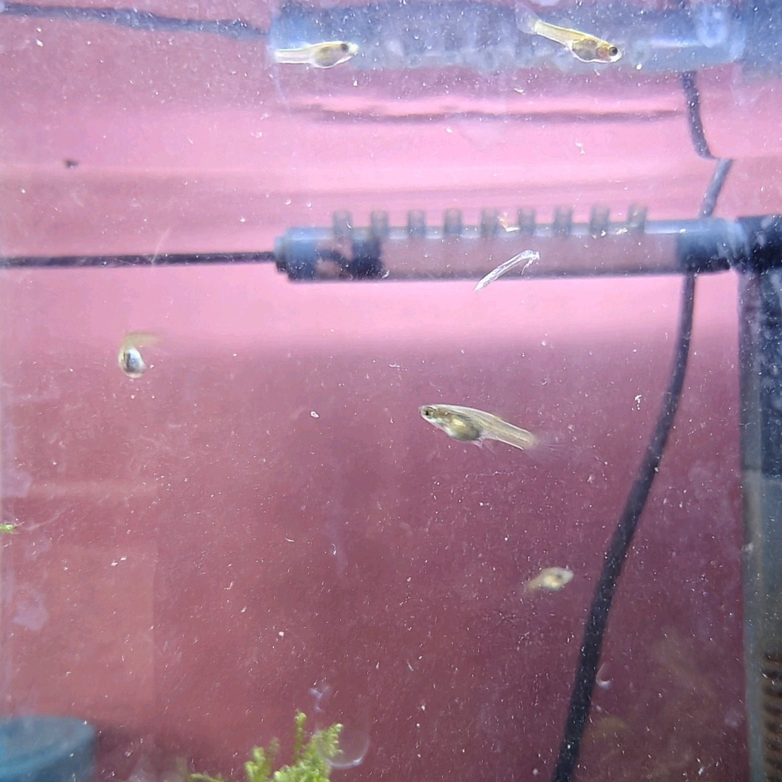 Baby guppy te koop, Dieren en Toebehoren, Vis, Zoetwatervis, Schoolvis