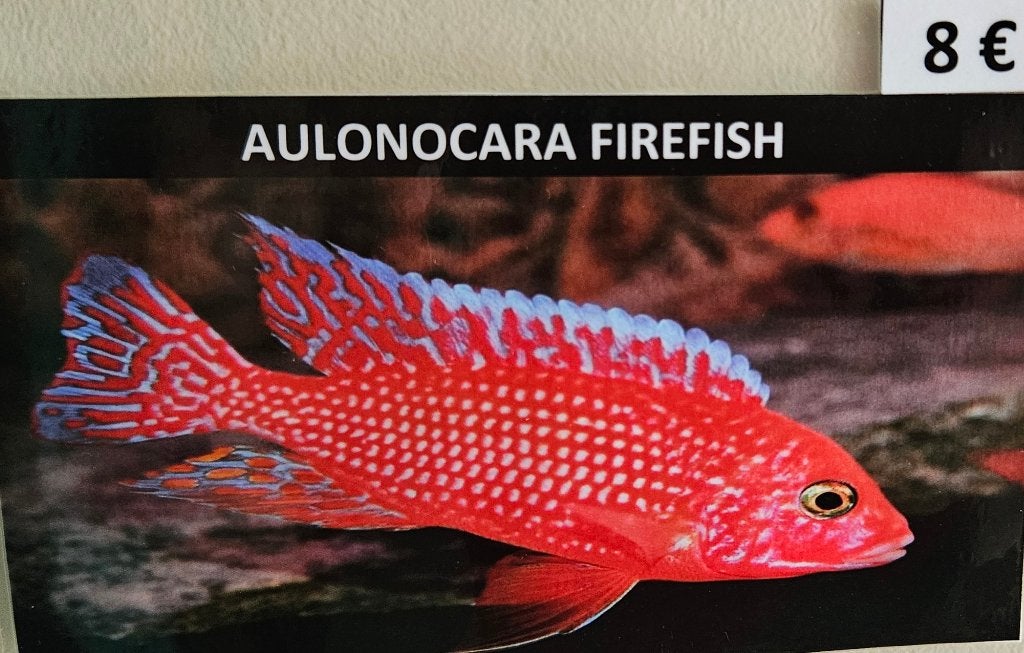 Poissons de feu Aulonocara, cichlidés du Malawi, Poisson, Poisson d'eau douce