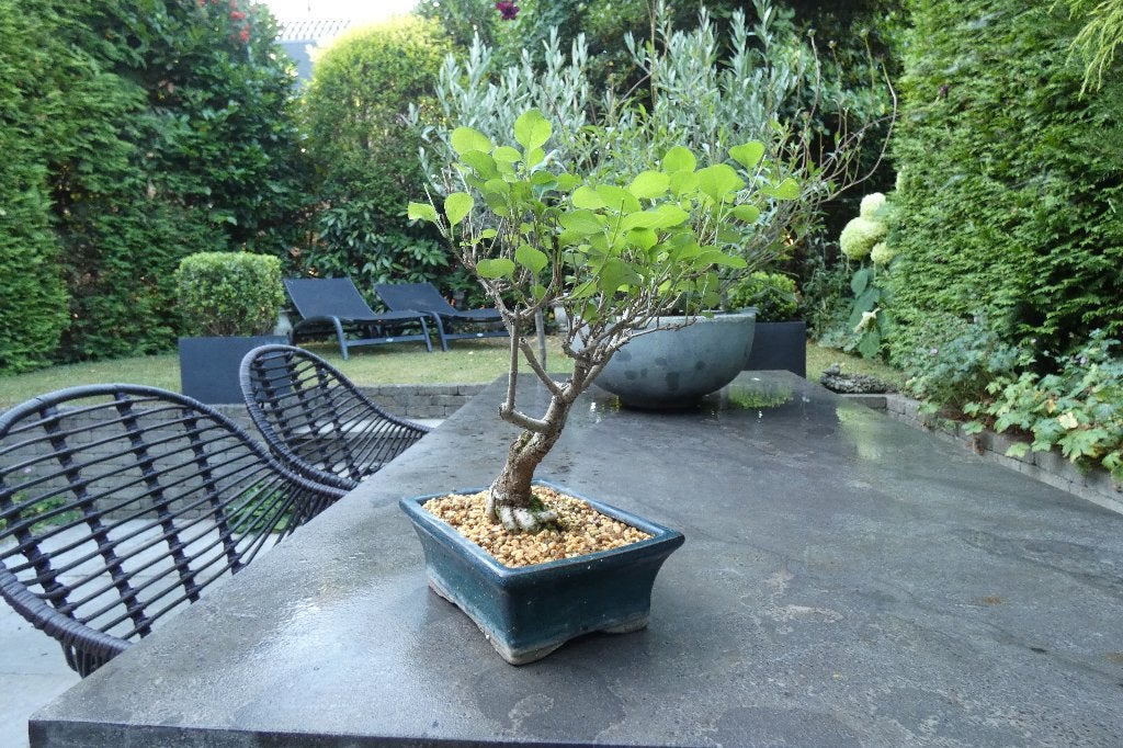 Bonsaï lilas japonais (Syringa meyeri), Enlèvement ou Envoi, Printemps, En pot, Ombre partielle