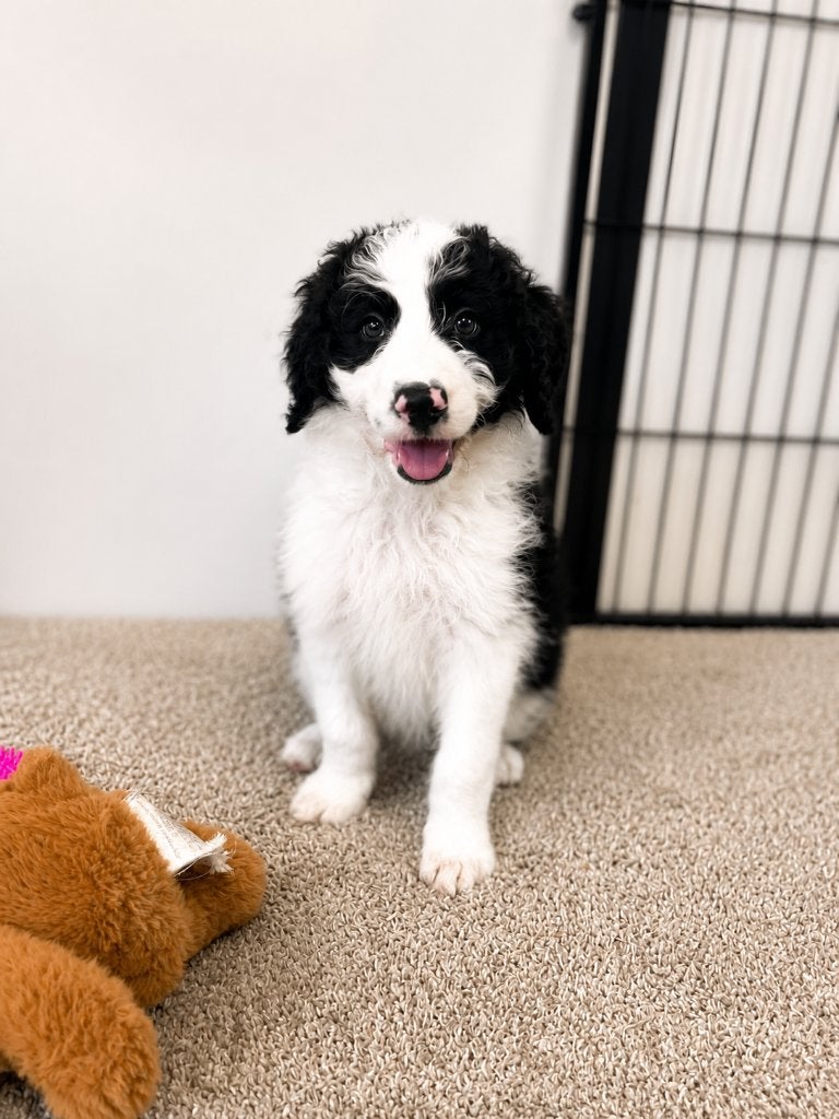 Knappe medium Doodle pups (border collie x poedel), Dieren en Toebehoren, Honden | Chihuahua's en Gezelschapshonden, Poedel, Parvo