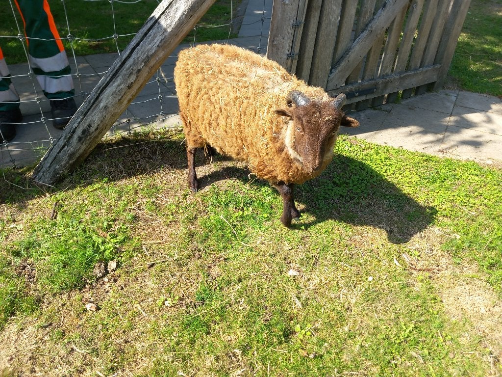 Quessant schapenbok te koop, Animaux & Accessoires, Moutons, Chèvres & Cochons