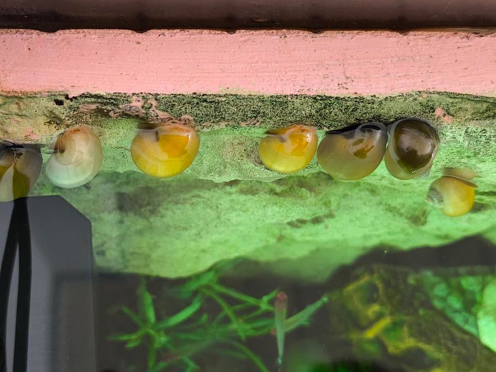 Appel slakken en blauwe slakken te koop, Dieren en Toebehoren
