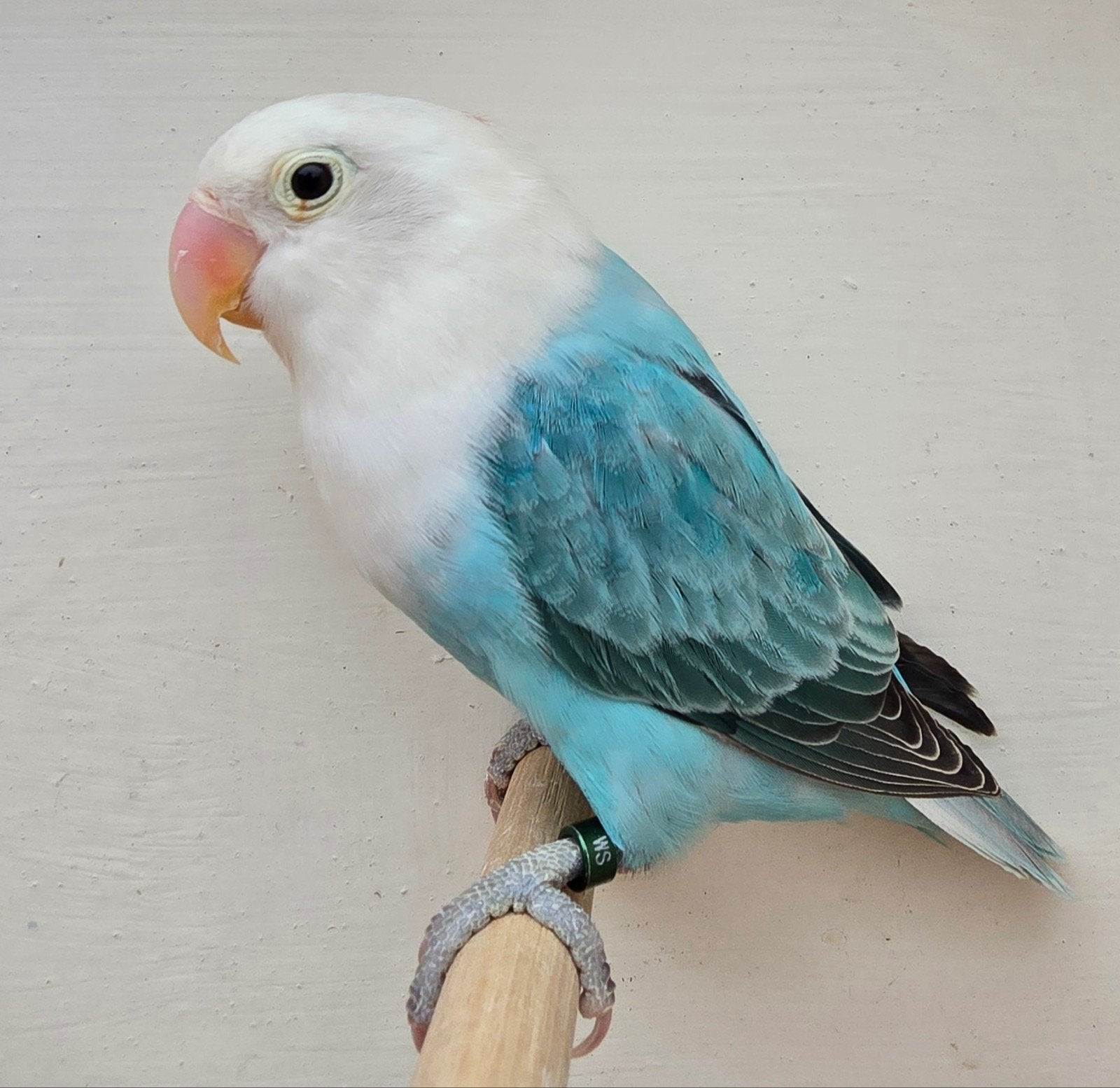 Blauwe Opaline Fischeri Pop met dna 2026, Femelle, Perroquet nain ou Inséparable, Bagué