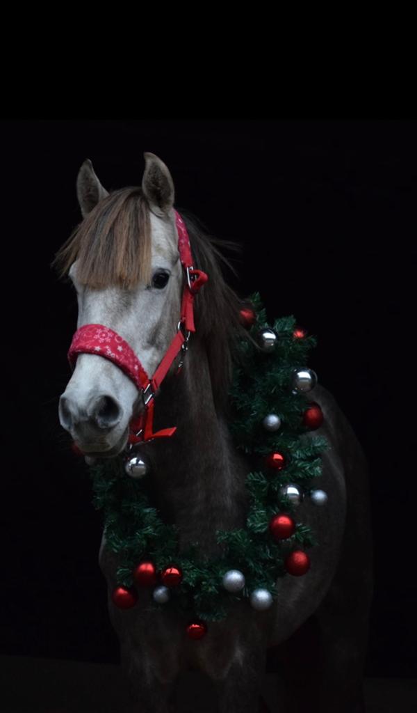Toekomstige sportpony ruin, Dieren en Toebehoren, Pony's, Ruin, Zadelmak, D pony (1.37m tot 1.48m), Springpony, 3 tot 6 jaar, Gechipt