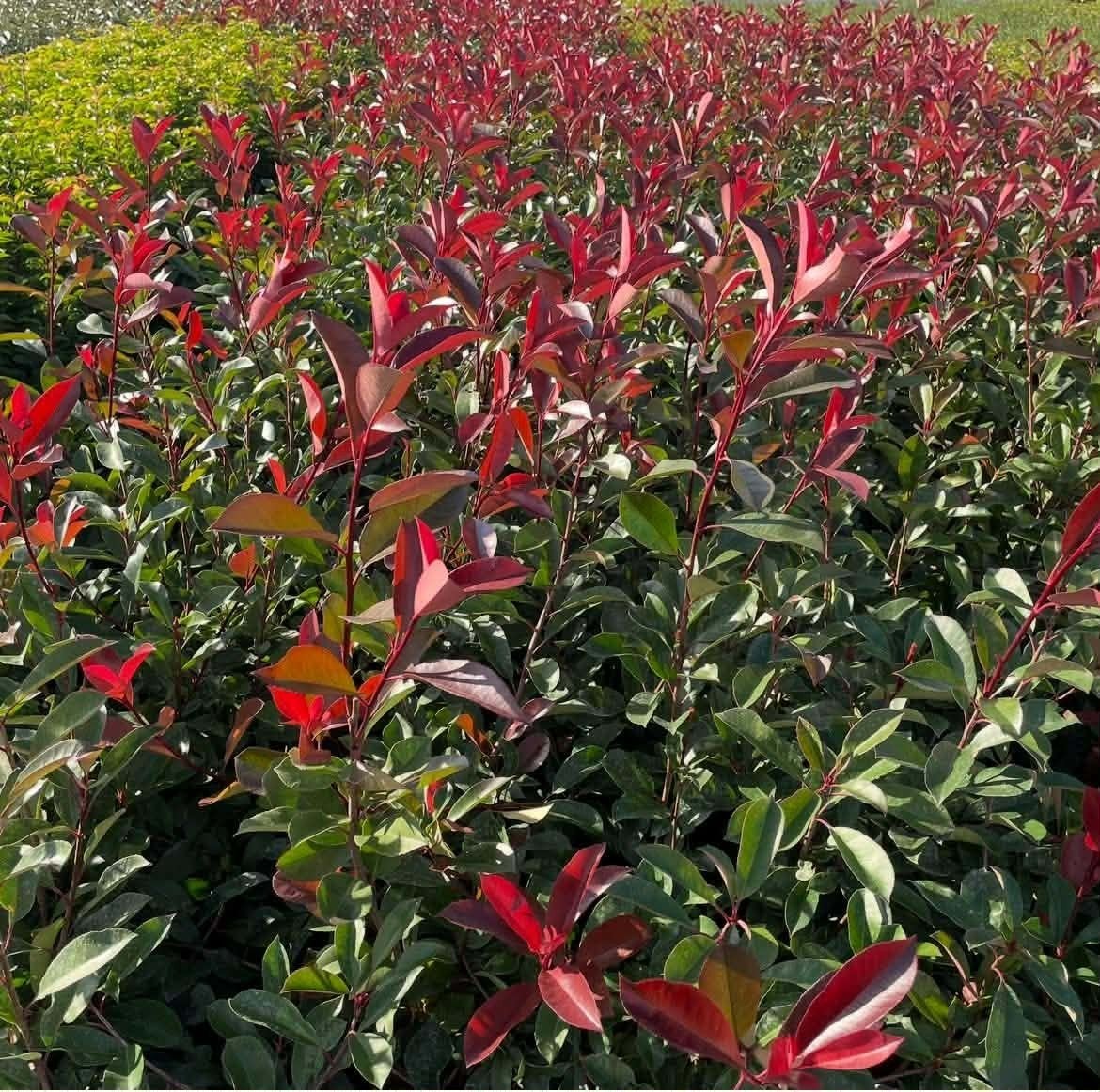 ‼️Photinia red robin aan promoprijzen ‼️, Tuin en Terras, Ophalen, Taxus
