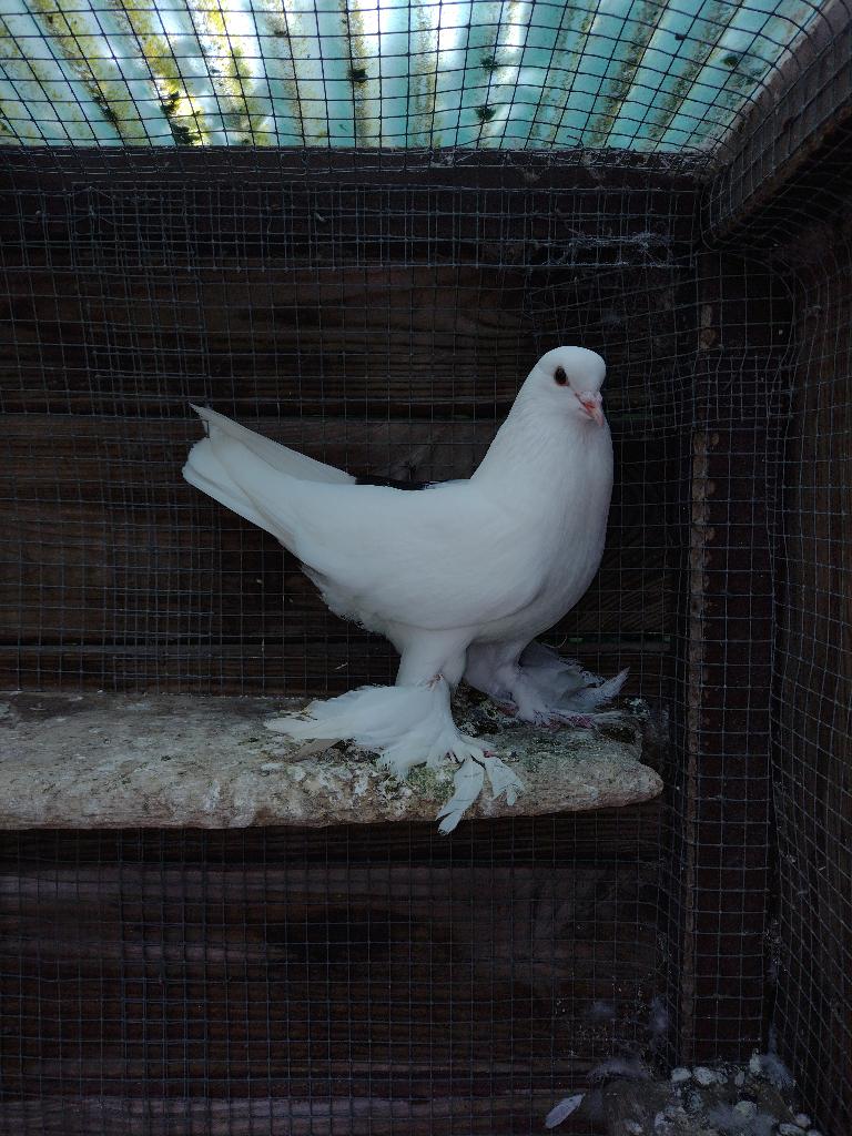 duiven, Plusieurs animaux, Autres espèces