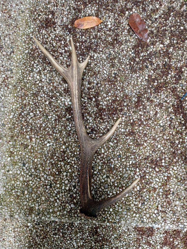 Bois de Cerf élaphe, Enlèvement ou Envoi