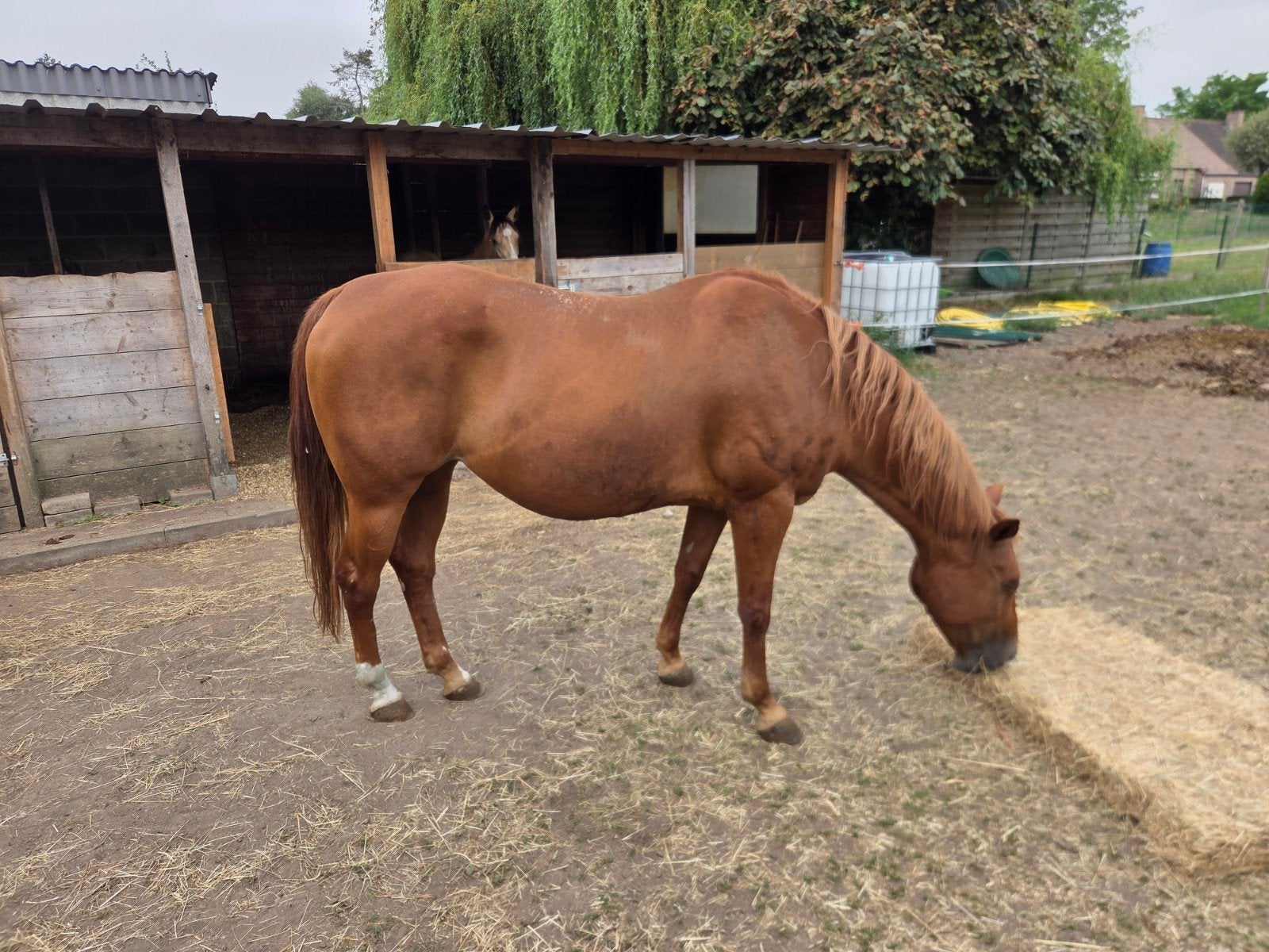quarter fok/recreatie merrie, Dieren en Toebehoren, Paarden, Merrie, Minder dan 160 cm, Met stamboom, 11 jaar of ouder