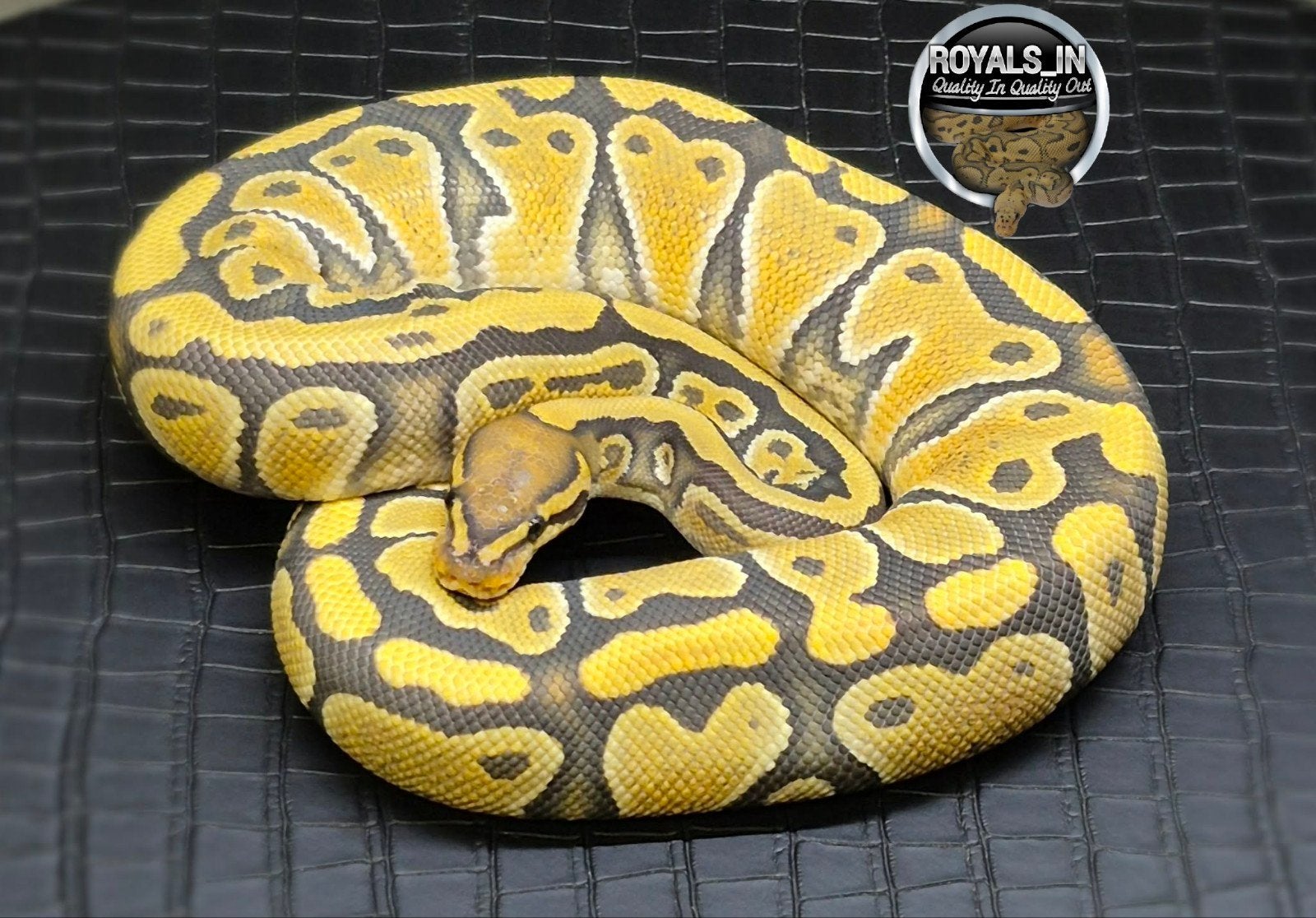 Python regius Ball Python - male for sale from ROYALS_IN
