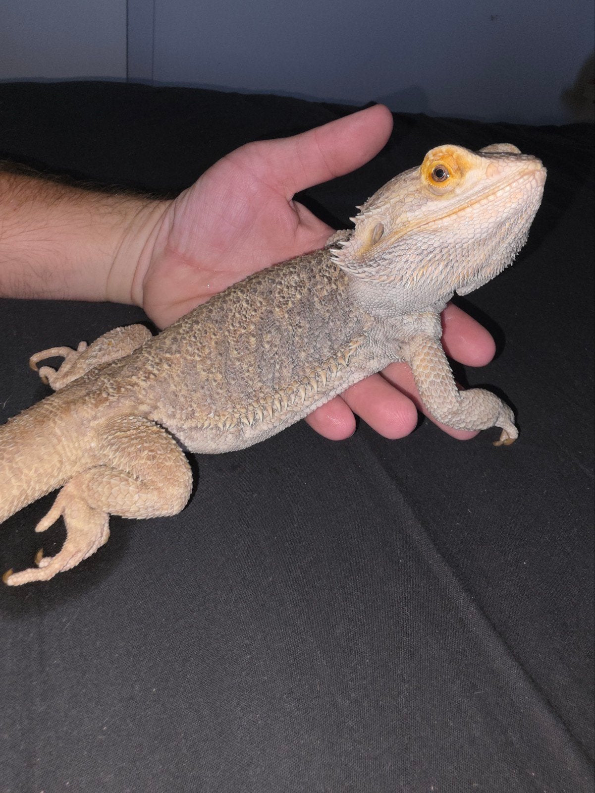 Bel homme-dragon barbu aux couleurs sauvages, Animaux & Accessoires, Reptiles & Amphibiens, Lézard, 3 à 6 ans, Domestique