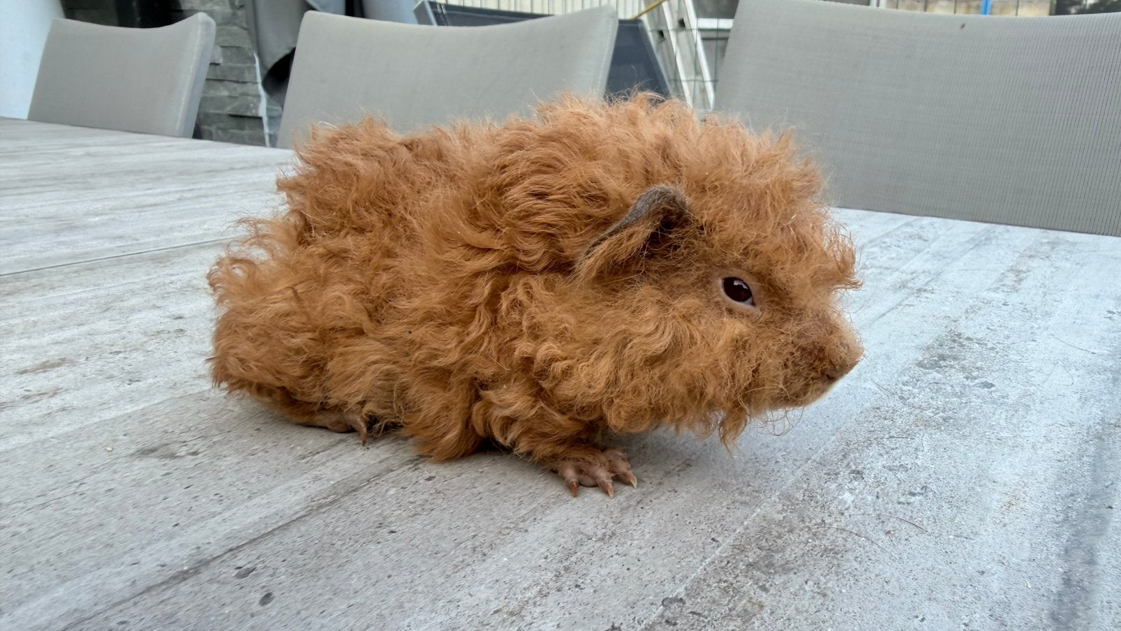 Cavia, Cobaye Mâle Lunkarya bicolore, Mâle, Domestique, Cobaye, Juillet