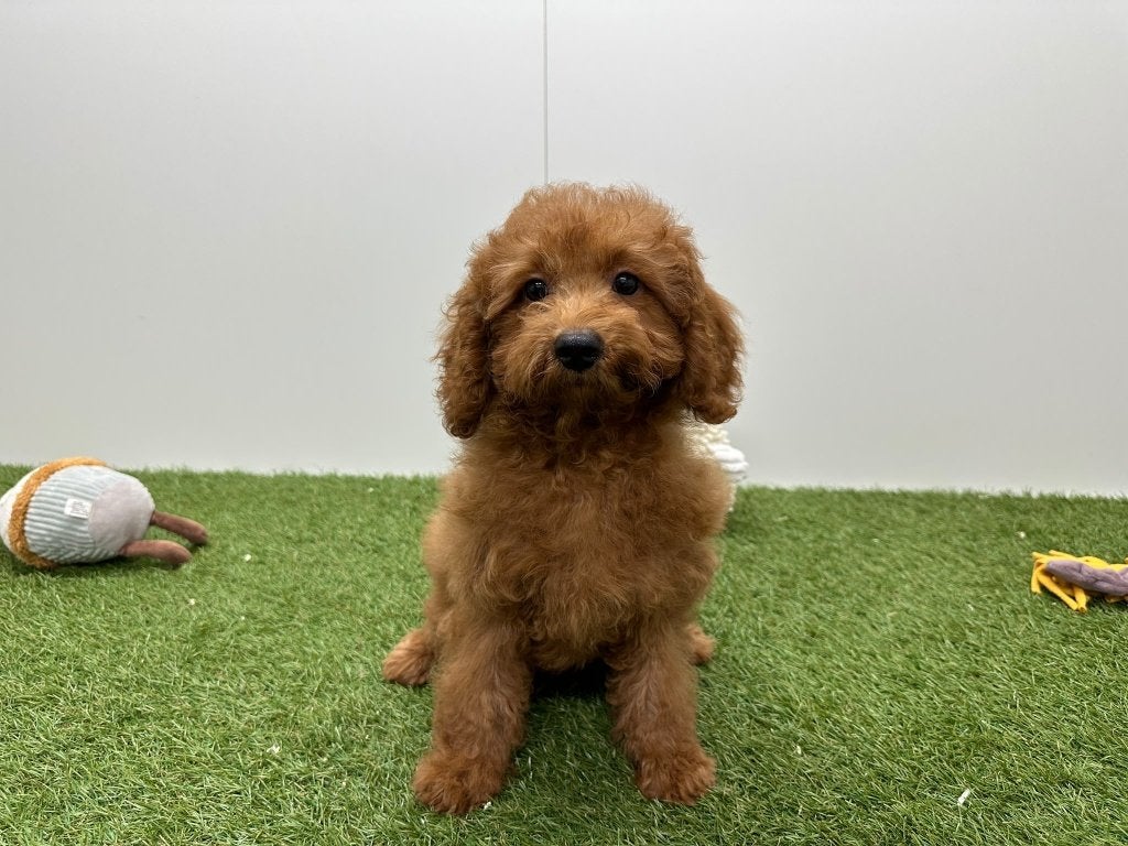 Cavapoo pups (F1), België, 8 tot 15 weken, CDV (hondenziekte), Meerdere
