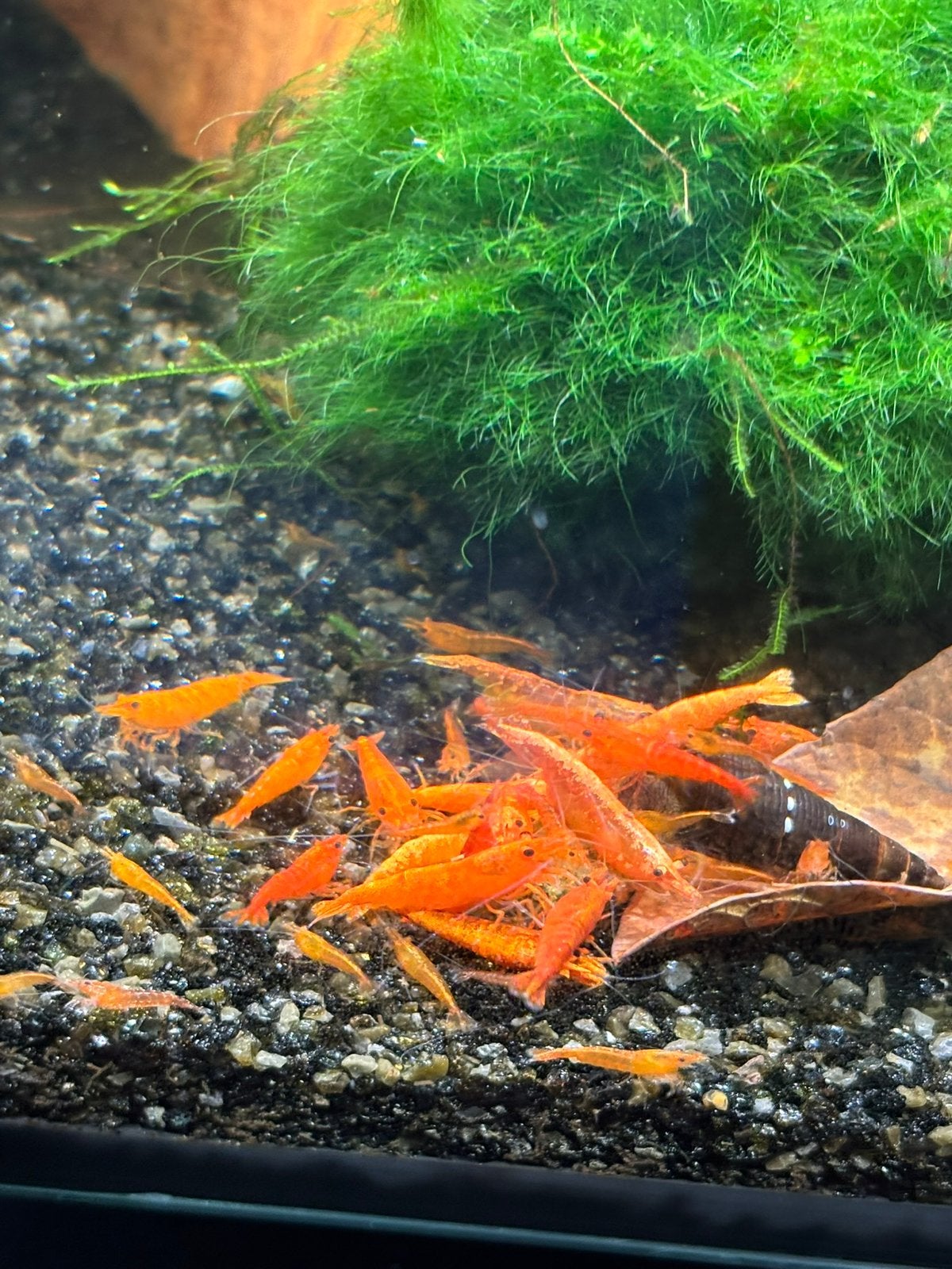 Neocaridina Davidi sp. Orange Sakura - Oranje garnalen, Dieren en Toebehoren, Kreeft, Krab of Garnaal, Zoetwatervis, Schoolvis