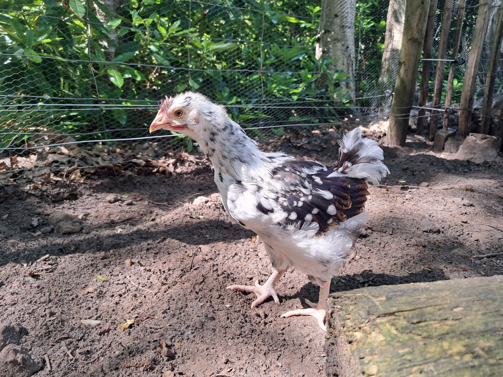 Haantje Orpington groothoender Porcelein, Dieren en Toebehoren