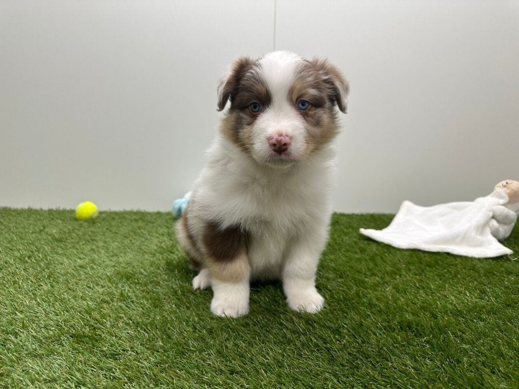 Portée de Chiots Bergers Australiens