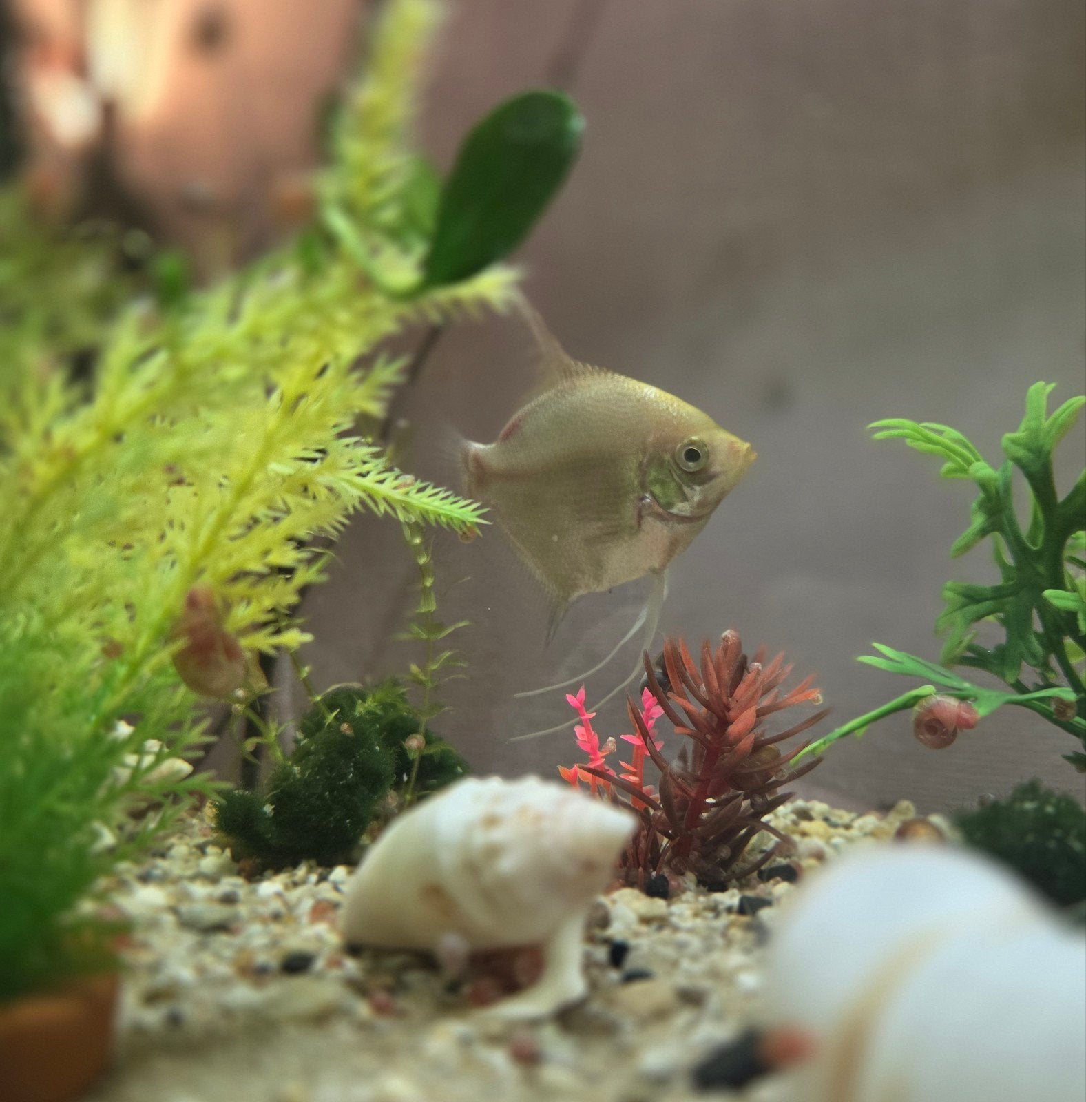 Groene saffieren engelvis, Vis, Zoetwatervis
