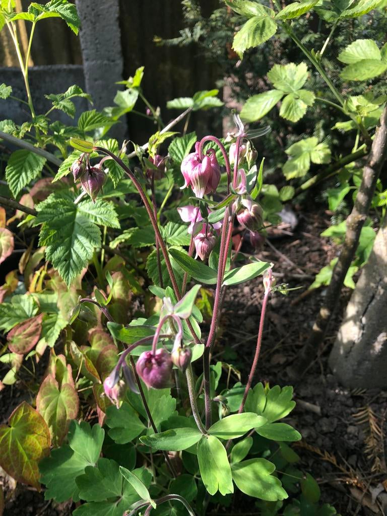 Mooie en stevige akeleiplanten (vaste plant), Ophalen of Verzenden